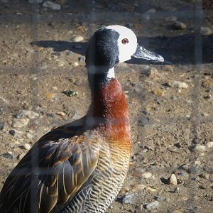 South American Aviary - White-faced Whistling Duck