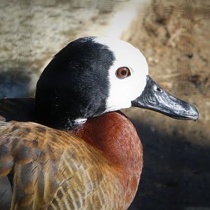 South American Aviary - White-faced Whistling Duck