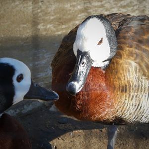 South American Aviary - White-faced Whistling Duck