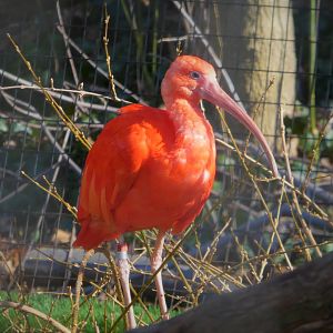 South American Aviary - Scarlet Ibis
