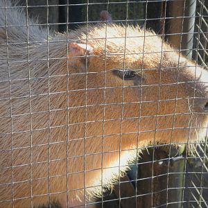 South American Aviary - Capybara - Penny