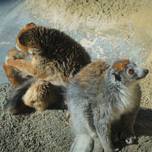 Madagascar - Crowned Lemurs - Kipp (left) and Sophie (right)
