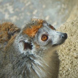Madagascar - Crowned Lemur - Sophie