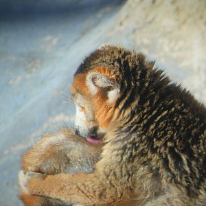 Madagascar - Crowned Lemur - Kipp
