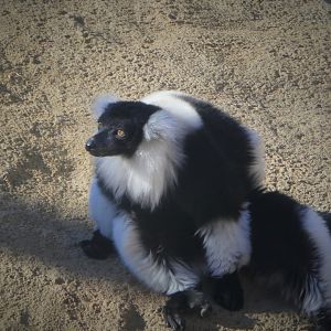 Madagascar - Black-and-white Ruffed-Lemur