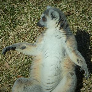 Madagascar - Ring-tailed Lemur