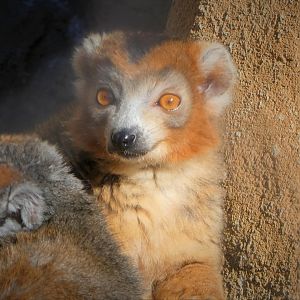 Madagascar - Crowned Lemur - Kipp