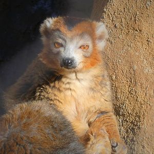 Madagascar - Crowned Lemur - Kipp