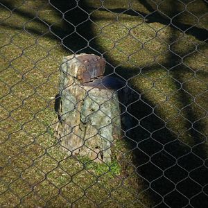 Madagascar - Artificial Rosewood Stump