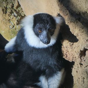 Madagascar - Black-and-white Ruffed-Lemur