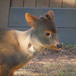Southern Pudu - Haechan