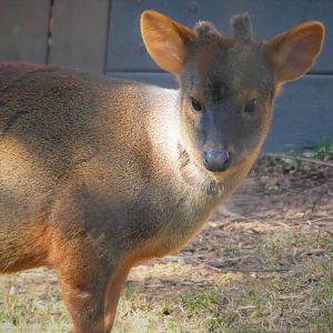 Southern Pudu - Haechan