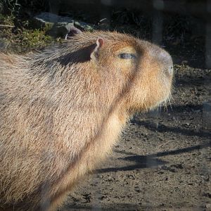 South American Aviary - Capybara - Penny