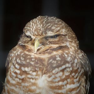 Western Burrowing Owl