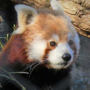Himalayan Red Panda