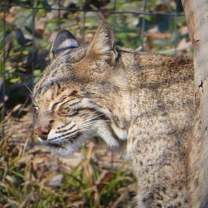 Bobcat