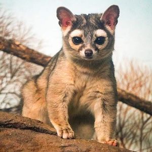 Feb. 2022 - Night Hunters - Ringtail (Willow)