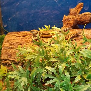 Blackbelly racerunner, Aspidoscelis deppii