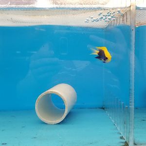 Starck's damsel, Chrysiptera starcki