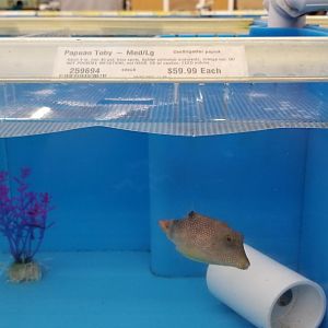 Papua toby, Canthigaster papua