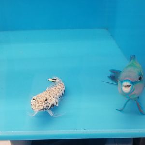 Latticed sandperch and Green parrotfish, Parapercis clathrata and Scarus sp.