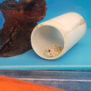 Yellowspotted scorpionfish, Sebastapistes cyanostigma