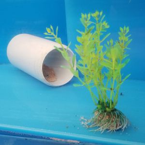 Gulf toadfish juvenile, Opsanus beta
