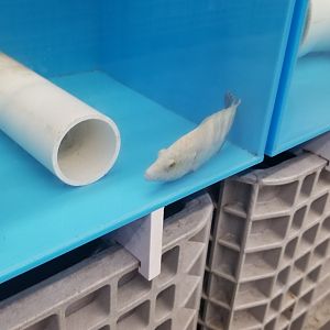 Broomtail wrasse juvenile, Cheilinus lunulatus