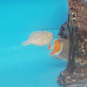 "Tropical sole" and Pearlscale butterfly, "unidentified" and Chaetodon xanthurus