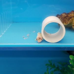 Yellowspotted scorpionfish, Sebastapistes cyanostigma