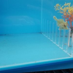 Bristle-tail filefish, Acreichithys tomentosus