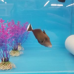 Halfmoon trigger, Sufflamen chrysopterum