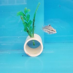 Harlequin bass, Serranus tigrinus