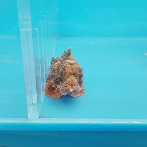 Barbfish / Goosehead / Orange scorpionfish, Scorpaena brasiliensis