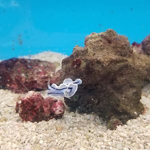 Willan's nudibranch, Chromodoris willani