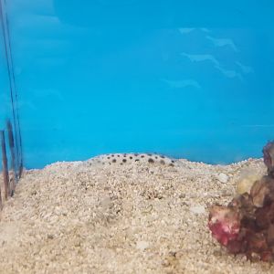 Stargazer, Astroscopus species