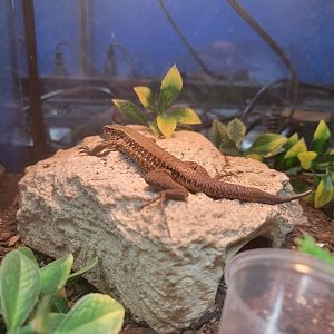 Green Ameiva, Ameiva atrigularis
