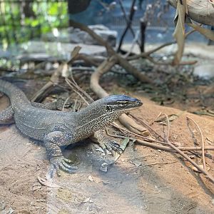 Argus Monitor - Reptile House