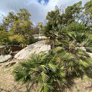 Jamaican Iguana Habitat - Reptile Walk