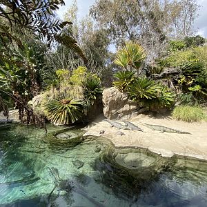 Gharial Pond - Reptile Walk