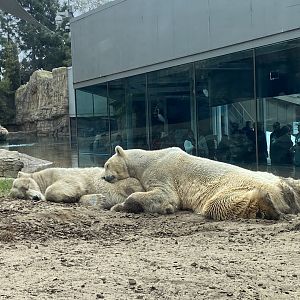 Sleeping Polar Bears - Polar Bear Plunge
