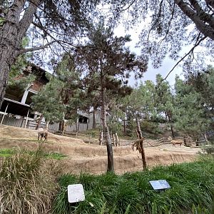 Siberian Reindeer Habitat - Polar Bear Plunge