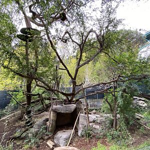 Red Panda Habitat - Asian Passage