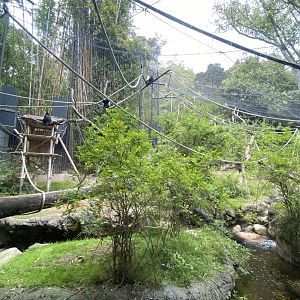 Angolan Colobus and Black Mangabey Habitat - Sun Bear Forest