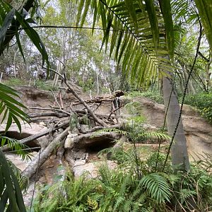 Sun Bear Habitat - Sun Bear Forest
