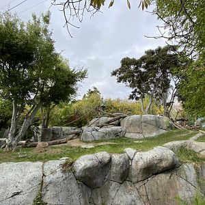 Western Lowland Gorilla Habitat