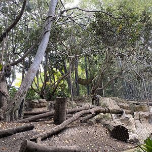 Mandrill Habitat - Lost Forest