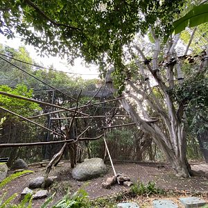 Lion-tailed Macaque Habitat - Lost Forest