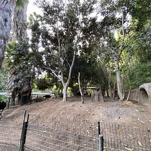 Okapi and Black Duiker Habitat - Lost Forest