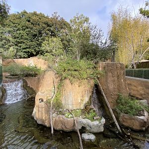 Schmidt’s Red-tailed Monkey, Allen’s Swamp Monkey, Red River Hog, and Spotted-necked Otter Habitat